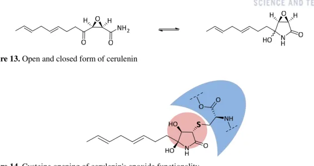 Figure 13. Open and closed form of cerulenin 