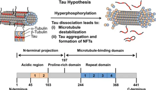 Figure 1.3. The tau hypothesis. Alternative splicing of exons 2, 3, and 10 produces six different isoforms  of tau ranging from 352 to 441 amino acids in length