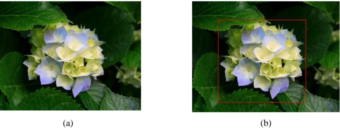 Figure 2.4 : (a) The input image. (b) Bounding box in the image. 