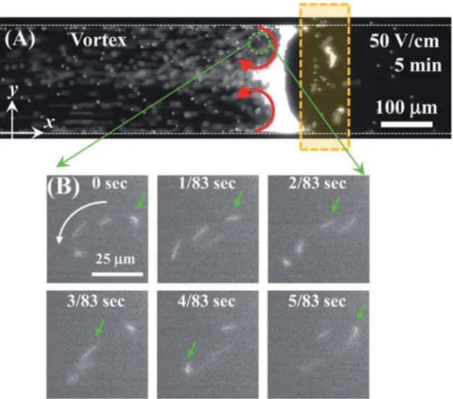 Figure 1.5 Visualization of vortex flows. (A) Vortex flows near the nanoporous membrane as indicated with two  red arrows