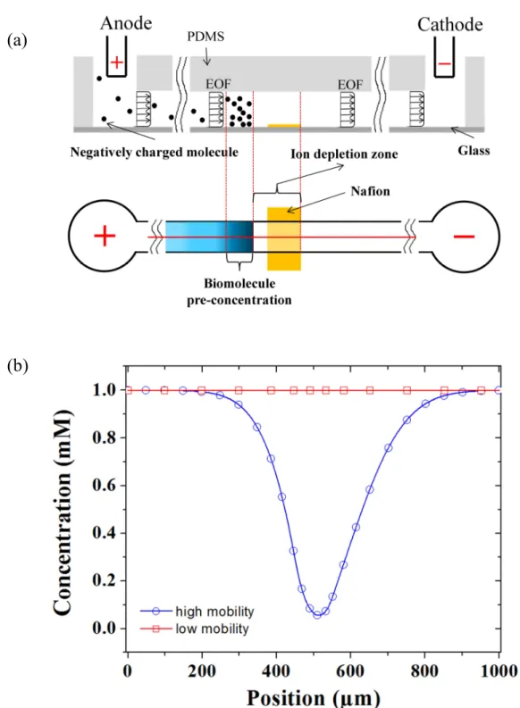 Figure 2.4 Schematic illustration of ICP in single channel device. (a) Schematic illustration of ion concentration  polarization and pre-concentration in SC-ICP device