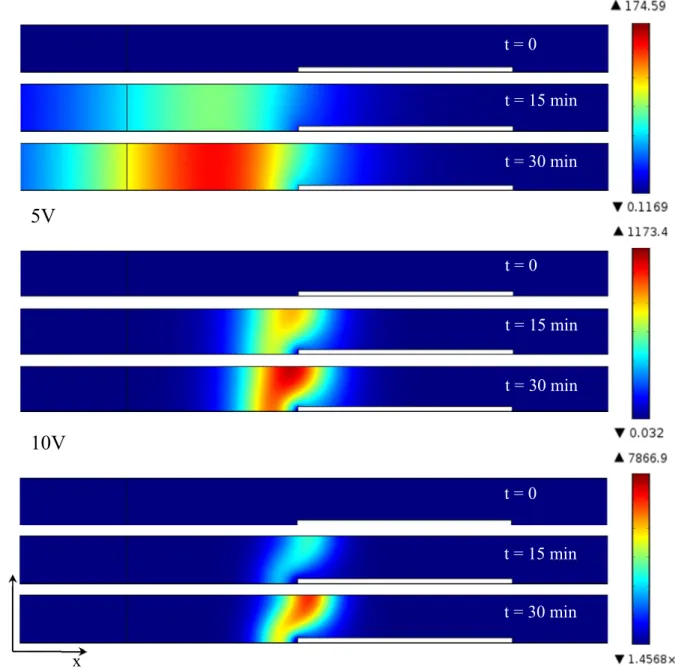 Figure 4.2 Simulation results of pre-concentration in SC-ICP device after application of external voltage of 1, 5  and 10V for 30 min