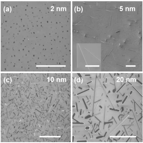 Figure 2.6 SEM images (scale bar = 10 µm) of as-grown VO 2   nanowires grown on SiO 2
