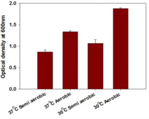 Fig 2.1 Growth of Y. pseudotuberculosis ATCC 29833 at different conditions. OD at 600nm was  measured after 24 hours