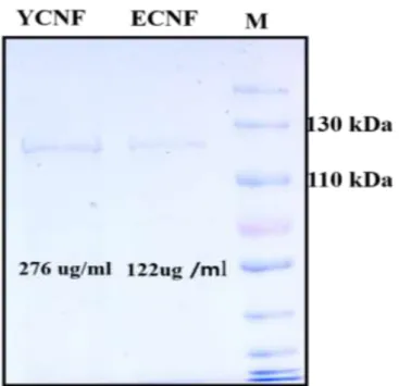 Fig  4.1 The  SDS-PAGE  analysis  of  purified  CNFy  from  both  and  Y.  pseudotuberculosis  YPIII  (YCNF) E