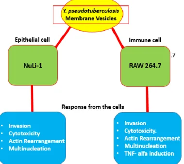 Fig 5.1 Yersinia pseudotuberculosis membrane vesicle interact with different host cells and series of  response from the host