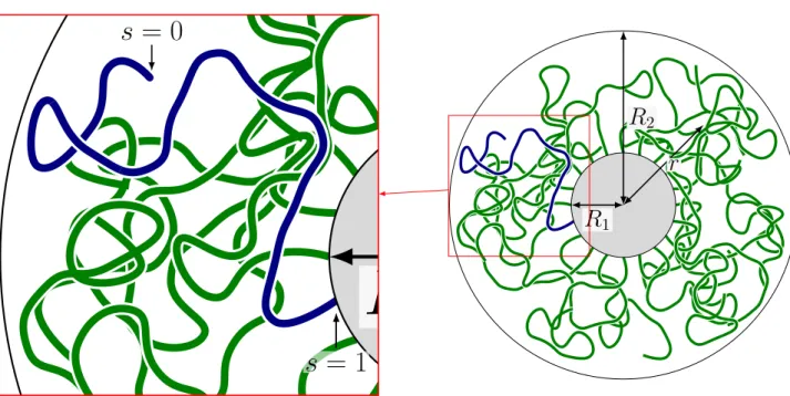 Figure 2-3: Schematic diagram of a molten spherical brush. Green and blue lines represent linear polymer chains