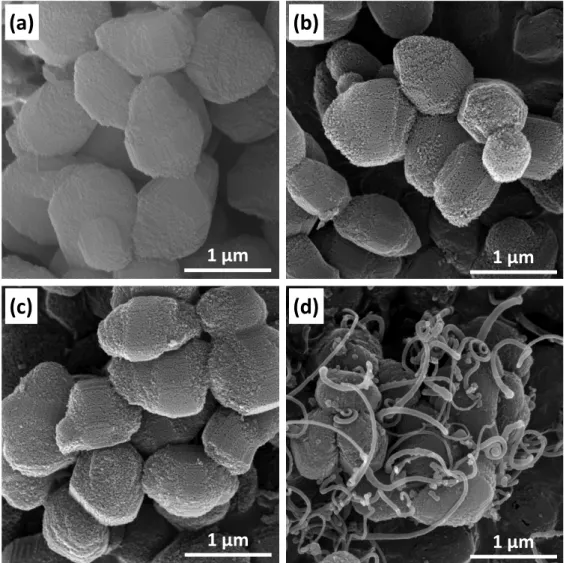 Figure 3.1.  SEM images of the (a)  SBA-15 template, (b) OMC(Suc), (c) OMC(Pc), and (d) OMC- OMC-CNT nanocomposites