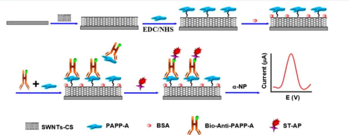 Figure 10. Schematic showing the preparation of the electrochemical immunosensor for the detection of PAPP-A