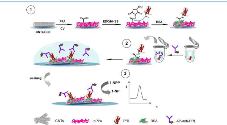 Figure 11. Stepwise illustration of the fabrication and sensing of the prolactin antibody (AP-anti-PRL)/ poly(pyrrolepropionic acid) (PPA)/