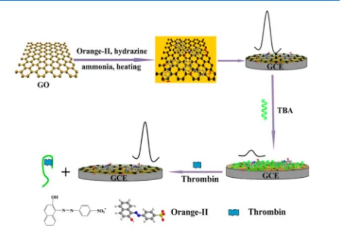 Figure 13. Biosensor fabrication and thrombin sensing utilizing the GCE/rGO/electroactive Orange II dye/thrombin binding aptamer biosensor as proposed by Guo et al