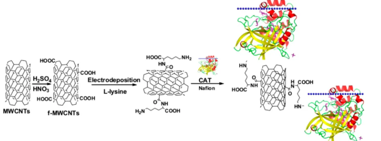 Figure 14. Stepwise representation of manufacture of the CAT/ L -lysine/MWCNT-modiﬁed GCE