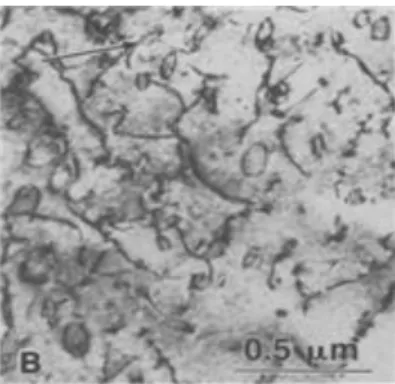 Fig II.11 Irradiation growth strain at 353 and 553 K in annealed and 25% cold-worked zircaloy-2 [28] 