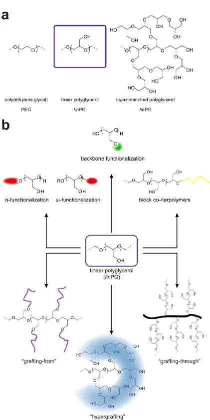 Figure 3. (a) Chemical structure of PEG, linPG and hbPG. (b) Pathway to various architecture  available based on PG
