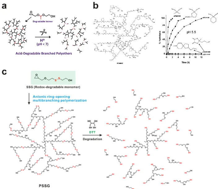 Figure 7. Schematic representation of pH-degradable (a) acetal bearing hbPG and (b) ketal containing  hbPG, and redox-degradable (c) disulfide containing hbPG