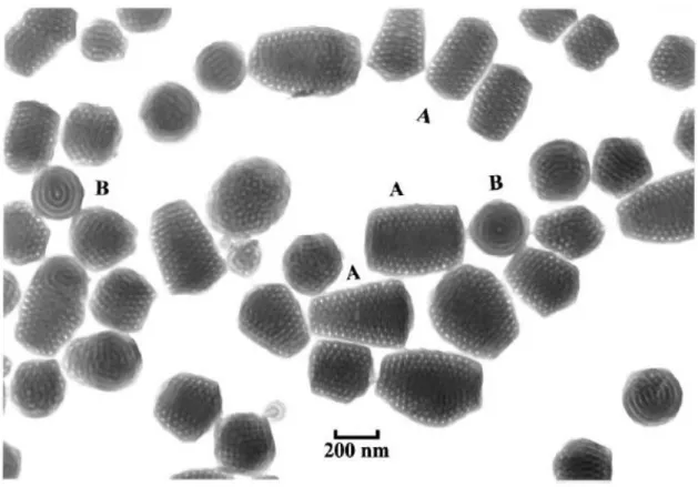 Figure 1.5 Mesosize aggregates with regular hollow internal structures made from a 2 wt % solution  of PS(410)-b-PAA(13) in DMF/H2O(94/6)mixture by the addition of NaCl to a final concentration of  11 mM