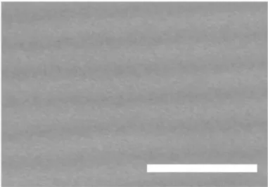 Figure 3.3｜SEM image of PDMS grating stamp. (size of scale bar is 1μm) 