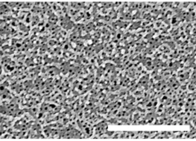 Figure 3.4｜SEM image PS film after stamping and selective dissolving processes. (size of scale bar  is 1μm) 