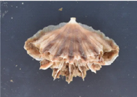 Fig. 4  Flabellum  ( Ulocyathus)  deludens
