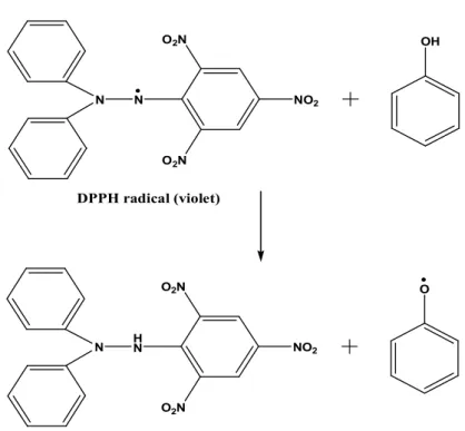 Figure 1. Scavenging of the DPPH radical by phenol