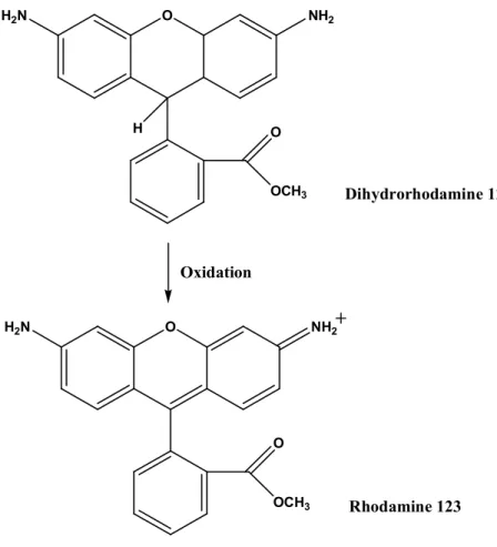 Figure 2. Peroxynitrite(ONOO⁻) mediated oxidation of DHR 123