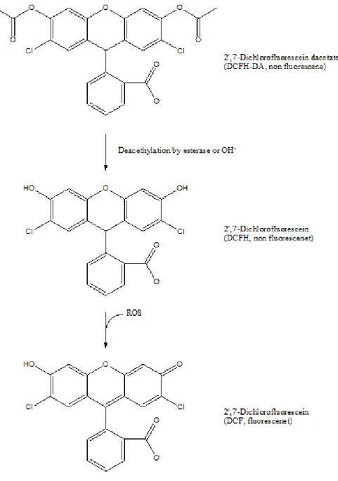 Figure 4.  Degradation pathway of DCFH-DA in an oxidation-induced cellular   system.
