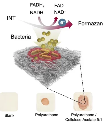 Figure 1. Schematic illustration of the developed sensor membrane. 