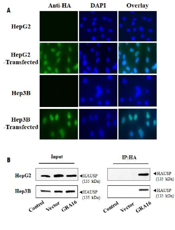 groups ( p  < 0.05; Figure 1C‐a and C‐b). In contrast, the cell proliferation and total  cell counts of GRA16-stable-Hep3B cells did not differ between the control and  vector groups (Figure 1Da-b)
