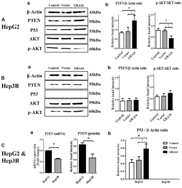 Figure 2. (A-a and B-a) The figures show the western blotting results of  PTEN, p53, and phosphorylation of AKT in HepG2 and Hep3B cells