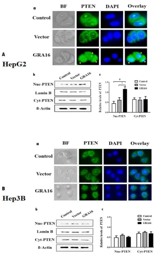 Figure 3. (A-a) and (B-a) The figures show the fluorescent intensity with  which  the  PTEN  protein  expressed  within  cells  was  immunostained
