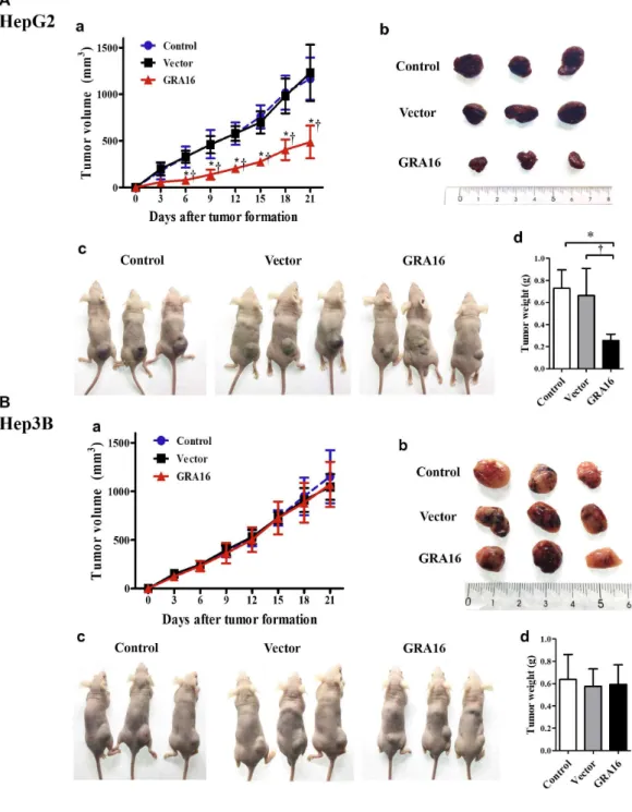 Figure  7.  (A-a  and  A-b)  Nude  mice  xenograft  with  control-  and  vector-HepG2  cells  exhibited  a  gradual  increase  in  the  tumor  mass  from  6  days  after  inoculations  and  measured  the  tumor  mass  for  data  after  visible  tumor  form