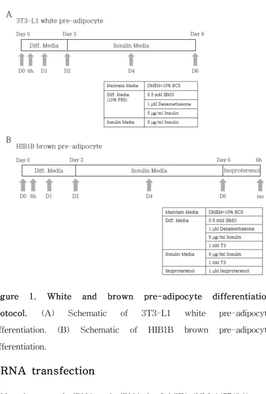 Figure 1. White and brown pre-adipocyte differentiation protocol. (A) Schematic of 3T3-L1 white pre-adipocyte differentiation