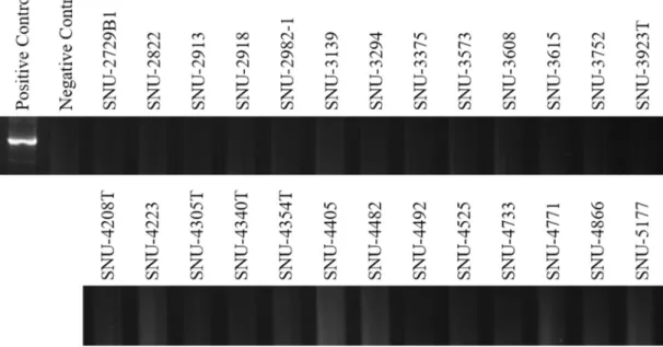 Figure  2.  Mycoplasma  test  by  the  16s-rRNA-gene-based  polymerase  chain  reaction