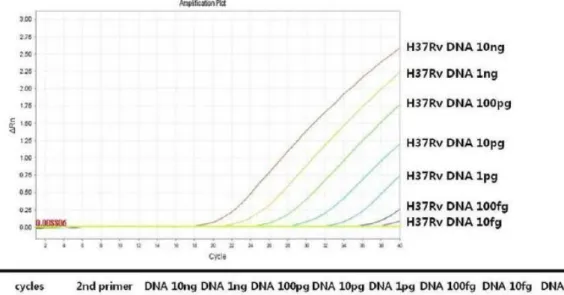 Figure 1. Amplification curves of  rpoB single real-time PCR.