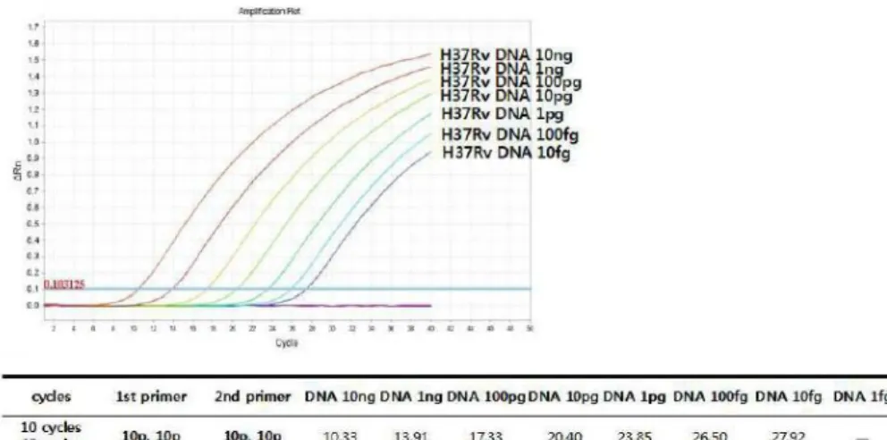 Figure 2. Amplification curves of  rpoB one-tube nested real-time PCR