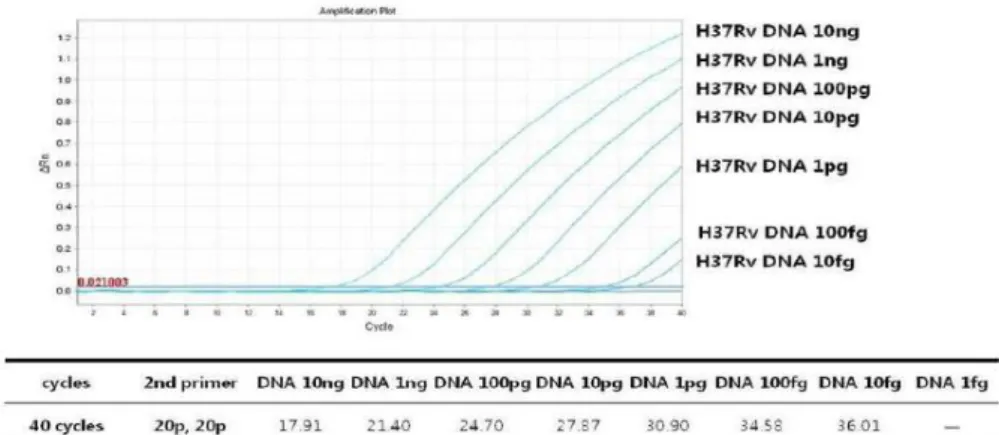 Figure 3. Amplification curves of  rpoB single real-time PCR with doubling  primer concentrations