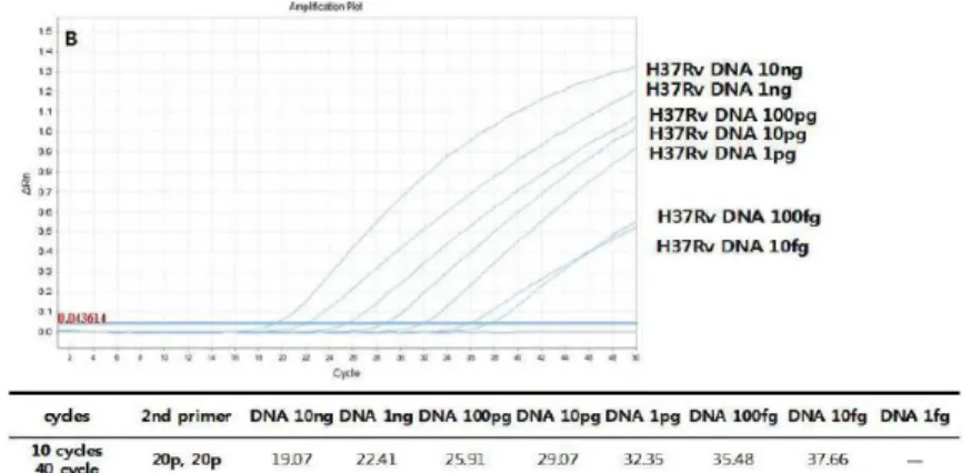 Figure 4b. Amplification curves of  rpoB single real-time PCR with  doubling primer concentrations and increasing cycles.