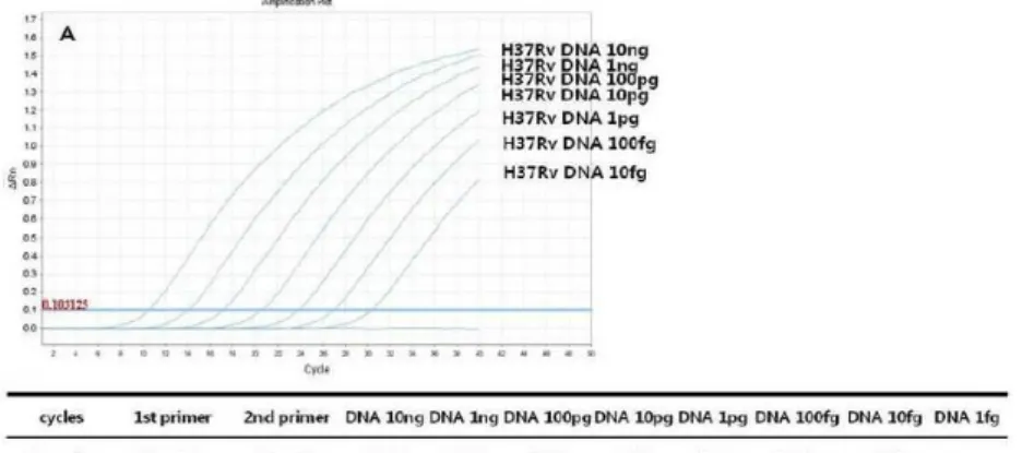 Figure 5a. Amplification curves of  rpoB one-tube nested real-time PCR  with decreasing concentrations of the 1st primers (2.5 pM, 2.5 pM)