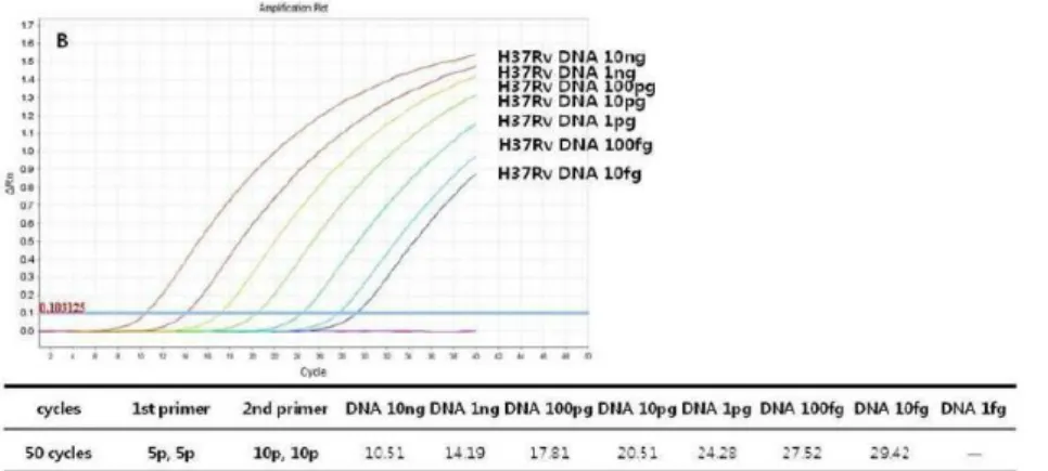 Figure 5b. Amplification curves of  rpoB one-tube nested real-time PCR  with decreasing concentrations of the 1st primers (5 pM, 5 pM)