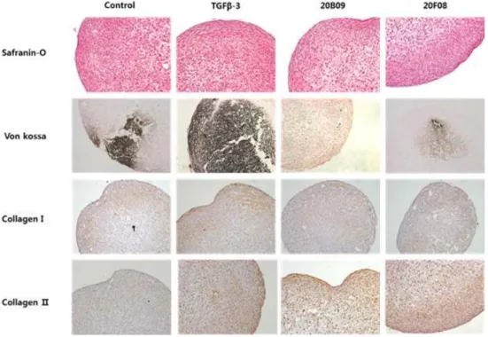 Figure 6. Histological staining and immunohistochemistry of hBM-MSCs-derived chondrogenic clusters treated with defined medium only and defined medium that was supplemented with  TGF-β 3 (10 ng/mL), 20B09 (10 μ M), and 20F08 (10 μ M) for 14 days.