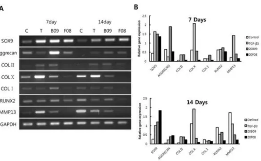 Figure 7. (a) The levels of expression of mRNA of various biomarkers, including the chondrogenic markers (SOX9, Aggrecan Collagen type II), the hypertrophic chondrocyte-specific marker (Collagen type X) and the osteogenic markers (Collagen type I, RUNX2 an