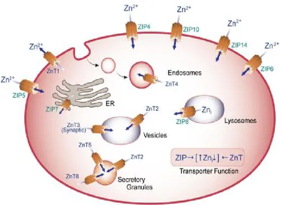 Figure 2. Generalized cell showing locations of zinc transporter  Source: LICHTEN, L.A
