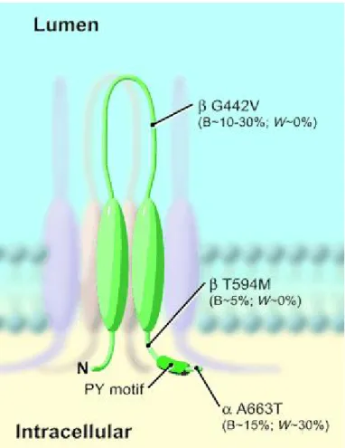 Figure  3.  The  locations  along  the  subunits  of  representative  molecular variants   