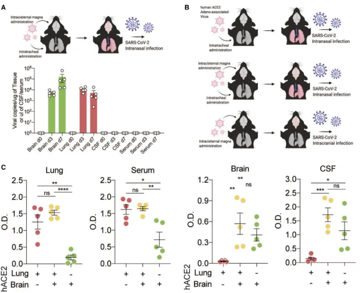 Figure 4. CSF antibodies reflect localized CNS infection