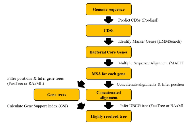 Figure 1. Overview process of inferring phylogenomic relationship by UBCG software. Data obtained from Na et al., (2018)