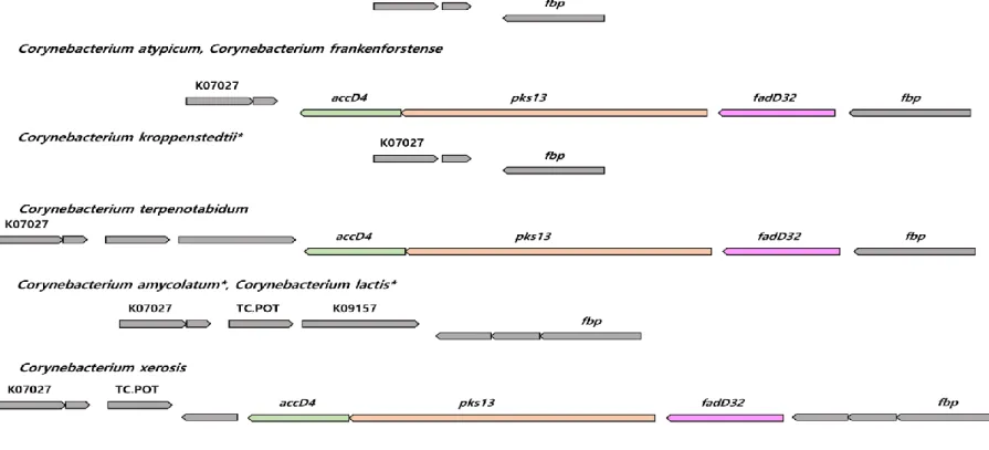 Figure  5.  The  synteny  plot  of  gene  families  near  fadD32-pks13-accD4  operon  site  of  species  whose  mycolic  acid  is  absent  and  their  phylogenetically neighboring species
