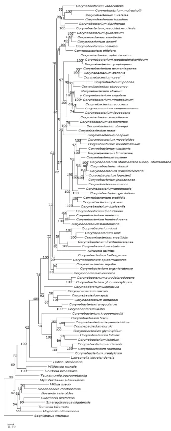 Figure  7.  Phylogenetic  tree  reconstructed  based  on  amino  acid  sequence  of  seven MK biosynthesis genes for T