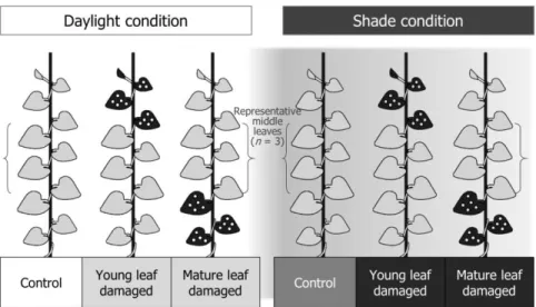 Fig. 3-1. Summary of experimental treatments on  A. contorta. Young and mature  leaf damaged treatments were made by hole punch to 25% of the uppermost leaves  and the lowermost leaves, respectively