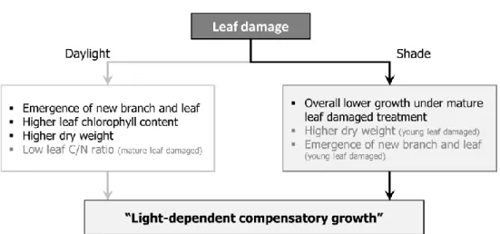 Fig. 3-7. Summary of the leaf damage experiment under different light availability  on A