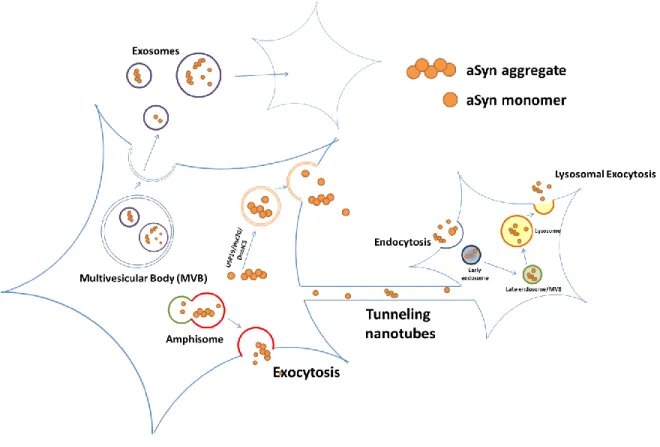Figure 1. Cellular pathways implicated in the secretion and propagation of aSyn. 